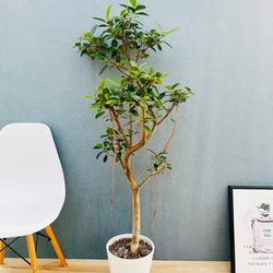 現品］10番 シマトネリコ 曲がり 8号 観葉植物 大型 屋外 ベランダ