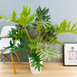 現品］4番 フィカス ベンガレンシス 曲がり 8号 観葉植物 室内 大型