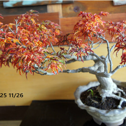 盆栽 『ザクロ』 実 和風 インテリア 園芸 ガーデニング オブジェ 観葉