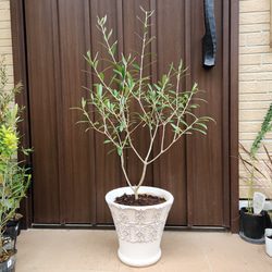 可愛い♪パールアカシア スクエア型テラコッタ鉢植え ミモザ オージー