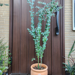 ボリューム大苗 パールアカシア テラコッタ鉢植え ミモザ 苗 オージー