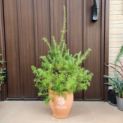 可愛い♪グレビレア ラナマリー ポット苗 オージープランツ 盆栽