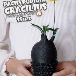 塊根植物 鉢 植木鉢 Adv-005-2 (110×100) おしゃれ プラ鉢 多肉 観葉