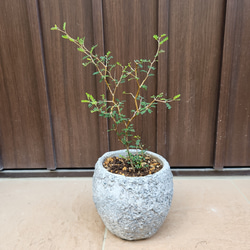 可愛い♪パールアカシア スクエア型テラコッタ鉢植え ミモザ オージー