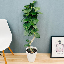 現品］10番 シマトネリコ 曲がり 8号 観葉植物 大型 屋外 ベランダ