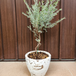 可愛い♪パールアカシア スクエア型テラコッタ鉢植え ミモザ オージー