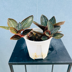 現品］【希少】2番 サイカス タイシルバー 実生 蘇轍 観葉植物 レア 6