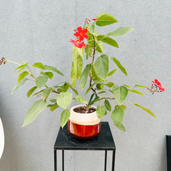 現品］【希少】ホヤ メリフルア 4号 観葉植物 蔓性 かわいい 珍しい