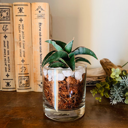 ハートの木『フィカス スイートハート』4号鉢 吊り鉢 観葉植物