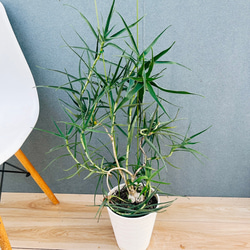 現品］【希少】ユッカ ロストラータ 実生 短葉 幹立 10号 観葉植物