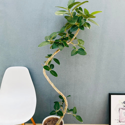 現品］84番 アロエ ディコトマ 8号 観葉植物 室内 屋外 おしゃれ