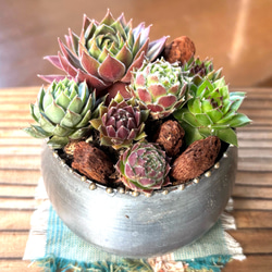 ペルシア 多肉植物 エケベリア 抜き苗 大苗 多肉植物 galleryk's植物