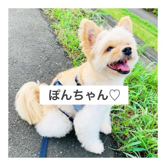 うちの子オーダー「ぽんちゃん♡」 羊毛フェルト みここ 通販 20160828