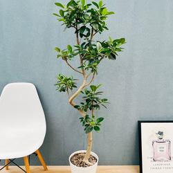 現品］【希少】2番 エピプレムヌム ピナツム セブブルー 8号 観葉植物