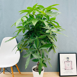 現品］7番 ドラセナ コンシンネ 曲がり 8号 観葉植物 大型 室内 プラ鉢