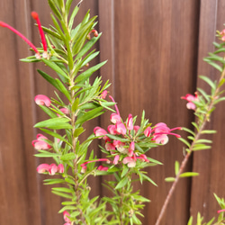 可愛い♪パールアカシア レンガ風石膏鉢植え ミモザ オージープランツ
