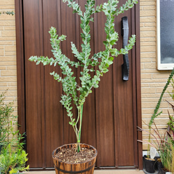 可愛い♪パールアカシア レンガ風石膏鉢植え ミモザ オージープランツ