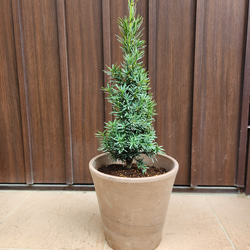 可愛い♪パールアカシア レンガ風石膏鉢植え ミモザ オージープランツ