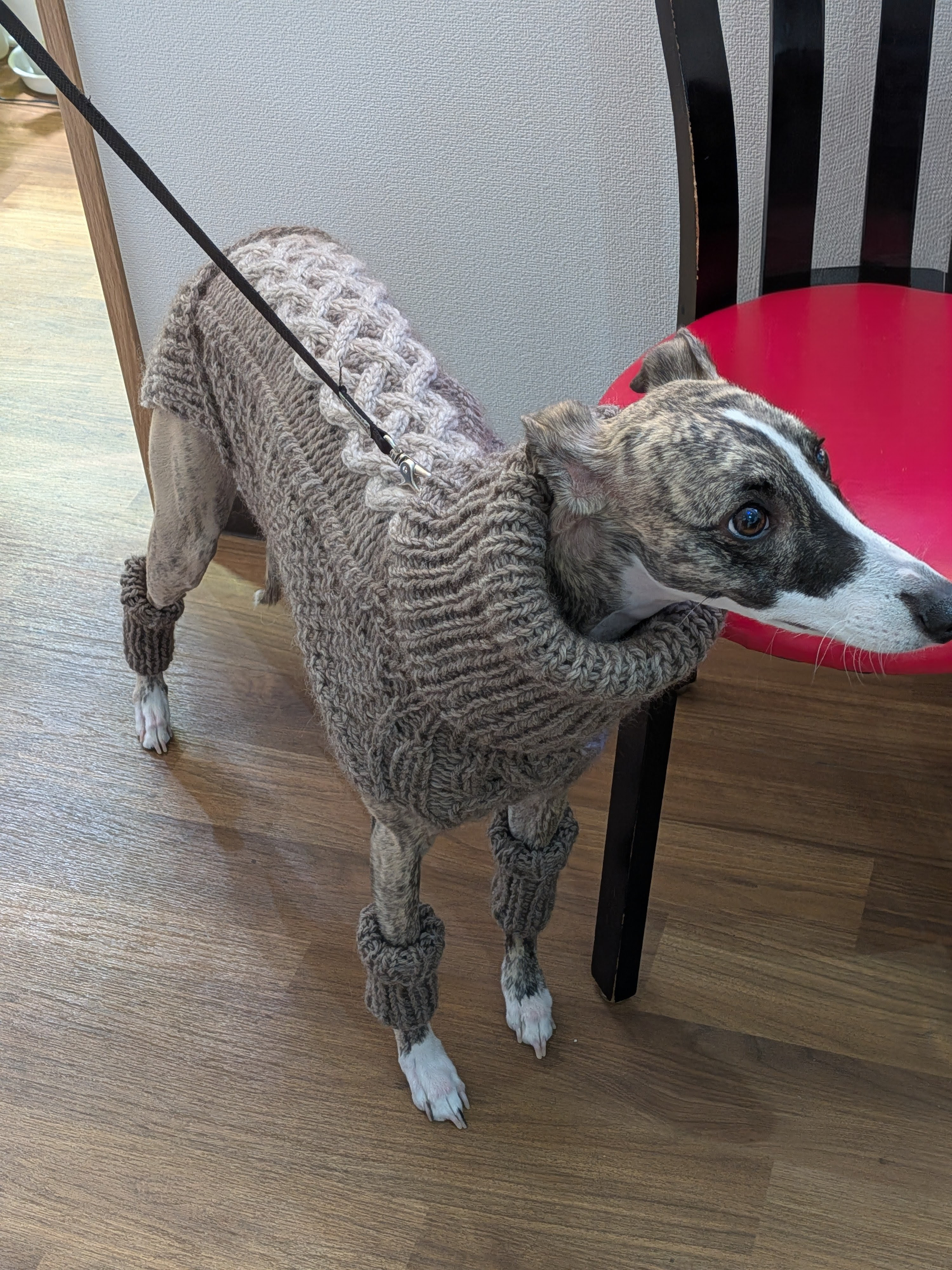 犬服♪中型犬ウィペット用の２色使いアラン模様のタートルネック手編みセーター(リード通し穴有り)