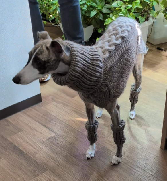 犬服♪中型犬ウィペット用の２色使いアラン模様のタートルネック手編みセーター(リード通し穴有り) 2枚目の画像