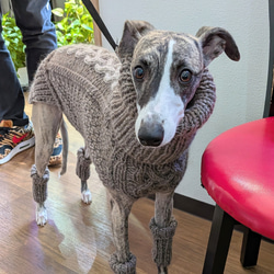 犬服♪中型犬ウィペット用の２色使いアラン模様のタートルネック手編みセーター(リード通し穴有り) 3枚目の画像