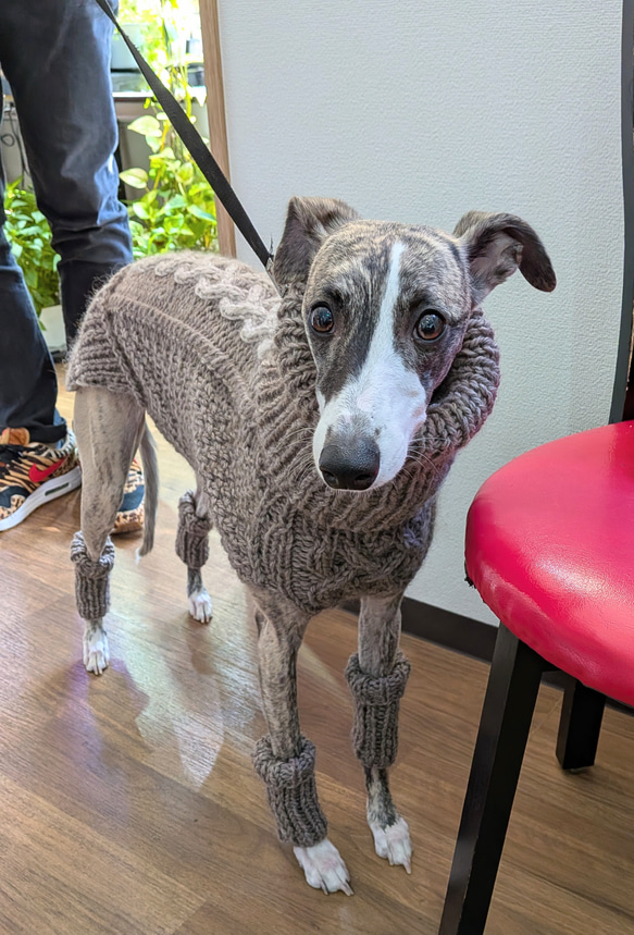 犬服♪中型犬ウィペット用の２色使いアラン模様のタートルネック手編みセーター(リード通し穴有り) 3枚目の画像