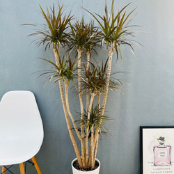 現品］33番 ソテツ 7号 蘇轍 観葉植物 プラスチック鉢 幹高 その他