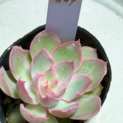 多肉植物抜き苗 のおすすめ人気通販 検索結果｜Creema(クリーマ