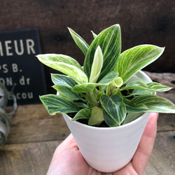 アロエ 美苗 ブラックペッパー Black pepper 多肉植物 レア アロエ