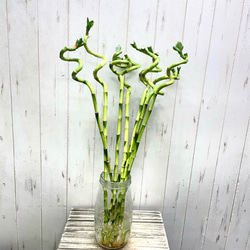 幸運竹 ミリオンバンブー スパイラルバンブー用 花瓶 ガラス グラス型