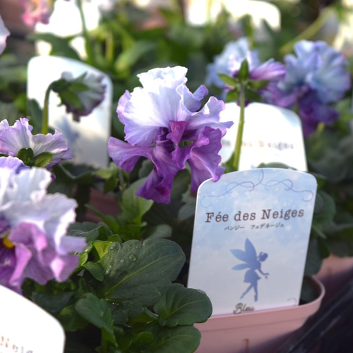 桂楓園さん】パンジー「フェデネージュ ブルー」 花苗 花 苗
