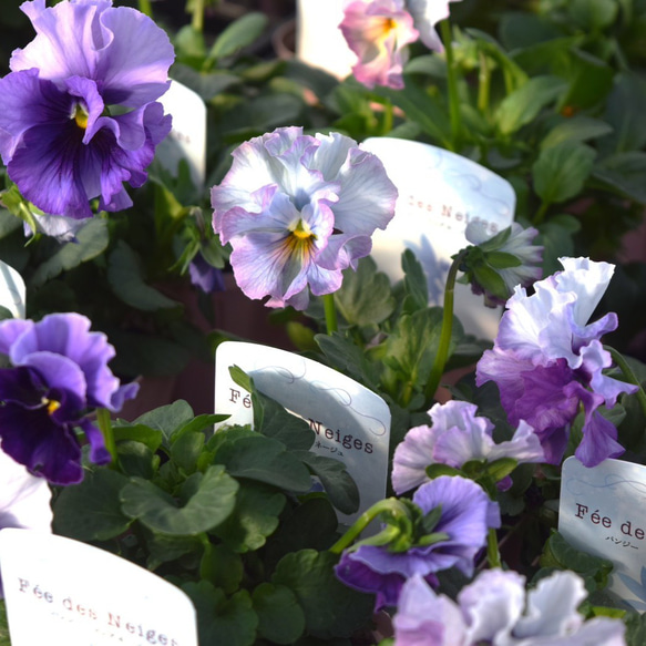 桂楓園さん】パンジー「フェデネージュ ブルー」 花苗 花 苗