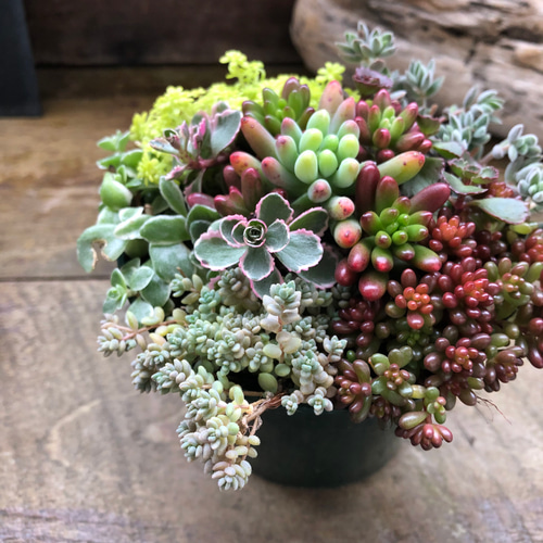 セダム寄せ植え♡多肉植物♡紅葉♡ガーデニング アートフラワー パリ