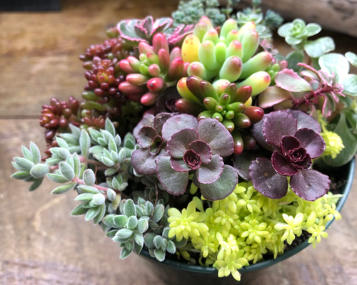 セダム寄せ植え♡多肉植物♡紅葉♡ガーデニング アートフラワー パリ