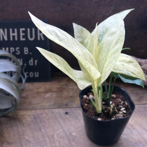 モンステラ♡ラニアータ・ミント♡レア品種♡観葉植物 アートフラワー