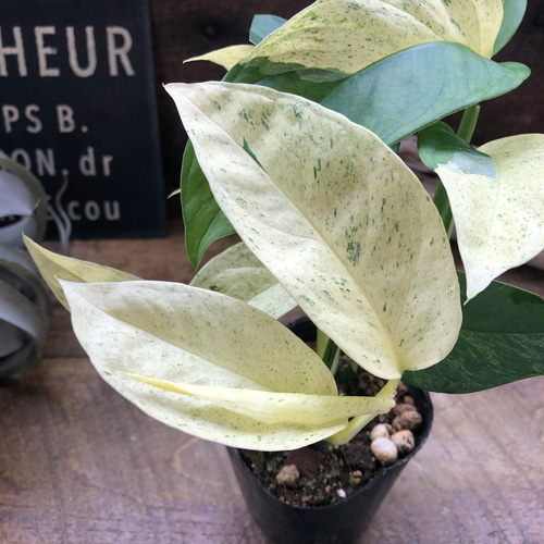 モンステラ♡ラニアータ・ミント♡レア品種♡観葉植物 アートフラワー