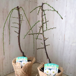 現品♡絶滅種♡ヒメオニソテツ♡ エンセファラルトス ホリダス