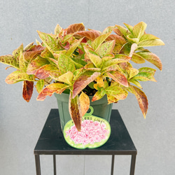 現品］【希少】2番 サイカス タイシルバー 実生 蘇轍 観葉植物 レア 6