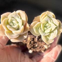 オリジナルアモエナ 韓国苗 多肉植物 多肉植物 プクニク 通販 15487091