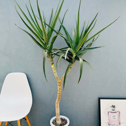 ［現品］【希少】2番　サイカス　タイシルバー　実生　蘇轍　レア　6年株　珍しい 現品］【希少】2番 サイカス タイシルバー 実生 蘇轍 観葉植物 レア 6