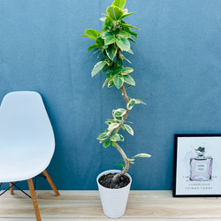 現品］【珍しい】3番 アンスリウム ワロクアーナム 2.5号 観葉植物