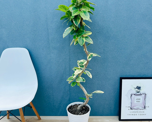 現品］4番 フィカス アルテシマ 曲がり 8号 観葉植物 室内 大型 ゴムの