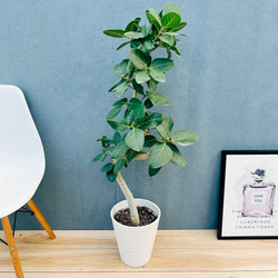 現品］T 創樹 オリーブ マンザニロ 8号 観葉植物 常緑樹 SOUJU 玄関