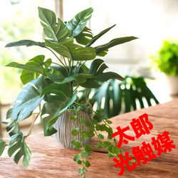 光触媒 人工観葉植物 ウォールグリーン フェイクグリーン モンステラ75