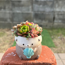 青（ブルー） 多肉植物 のおすすめ人気通販｜Creema(クリーマ) 国内