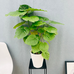 現品］【希少】4番 サイカス クリビコーラ ルテア 実生 蘇轍 観葉植物