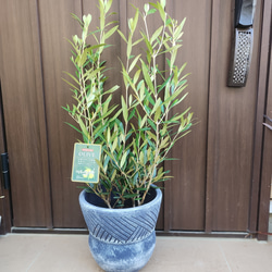 再販♡ 大きめ♪オリーブの木 エルグレコ お洒落 タイルストーン