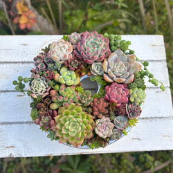 多肉植物寄せ植えセット のおすすめ人気通販 検索結果｜Creema