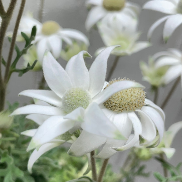 ふわふわ優しい白花 フランネルフラワー  ナチュラルインテリアに 7枚目の画像