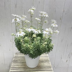 ふわふわ優しい白花 フランネルフラワー  ナチュラルインテリアに 3枚目の画像